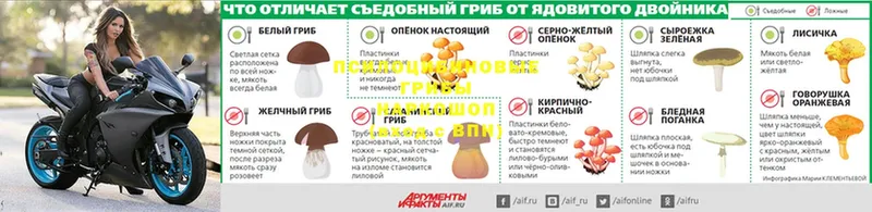 Галлюциногенные грибы Psilocybe  Тобольск 